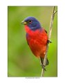 192 painted bunting